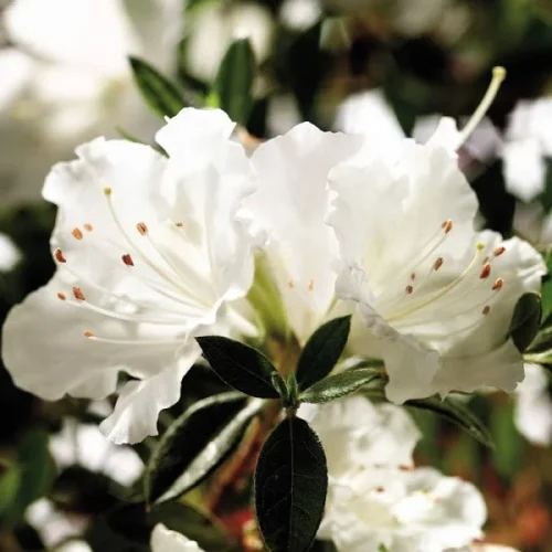 Azalea (White) Flower Plant