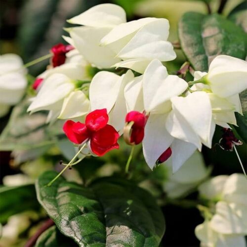 Bleeding Heart Vine White - Creepers & Climbers