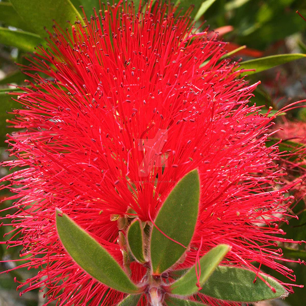 Bottle Brush (Callistemon Citrinus) Flower Plant