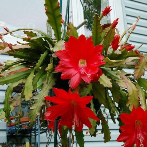 Brahma Kamal (Red) Flower Plant