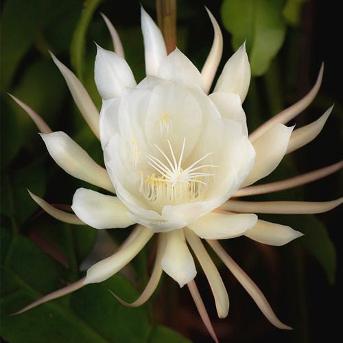 Brahma Kamal (White) Plant