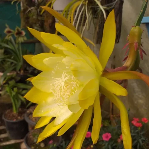 Brahma Kamal (Yellow) Flower Plant