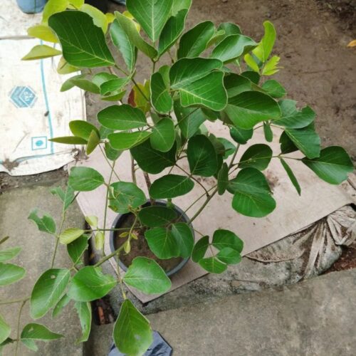 Butea Monosperma, Flame of the Forest, Palash(Orange) Flower Plant