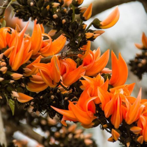 Butea Monosperma, Flame of the Forest, Palash(Orange) Flower Plant