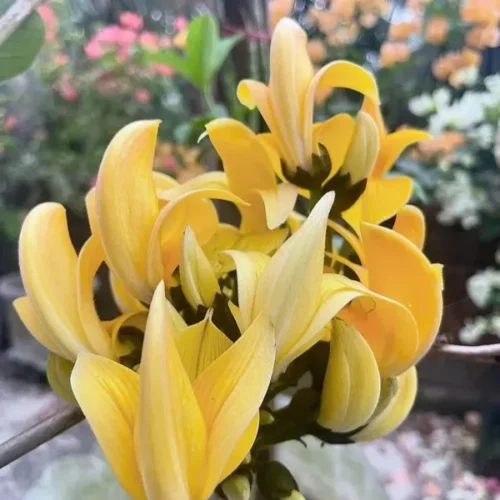 Butea Monosperma, Flame of the Forest, Palash(Yellow) Flower Plant