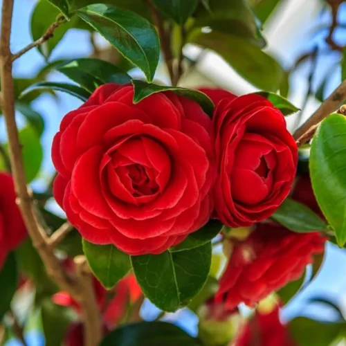 Camellia Red Flower Plant