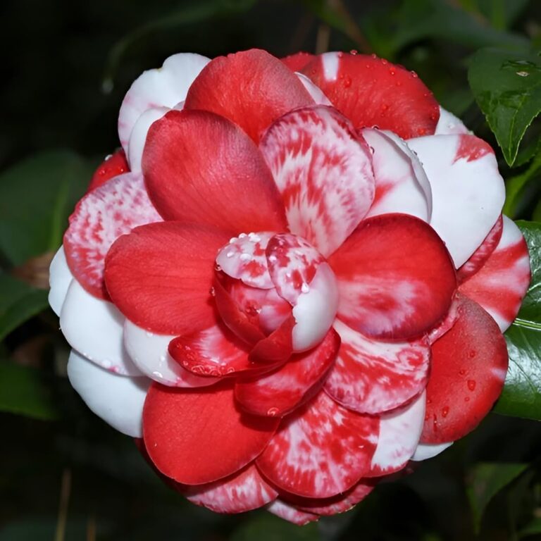 Camellia Variegated Pink and White Flower Plant