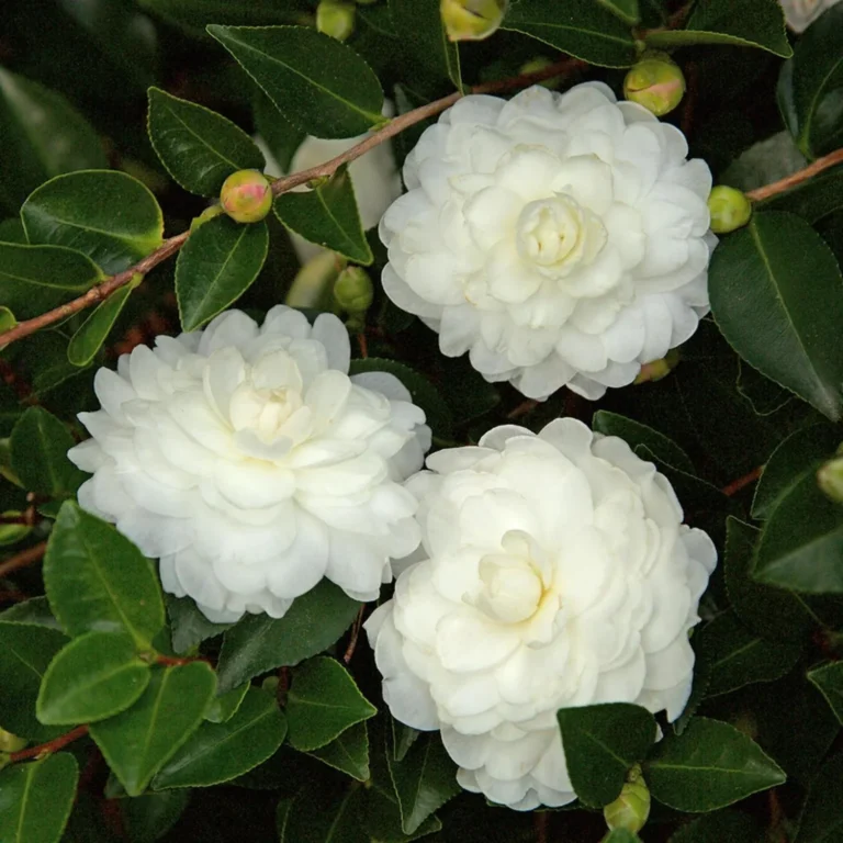 Camellia White Flower Plant