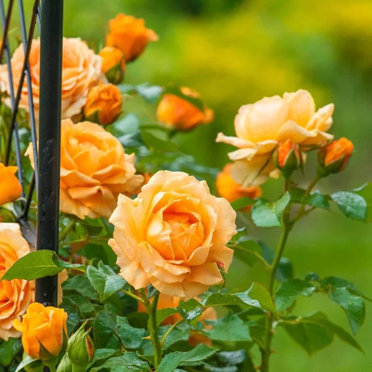Climbing Rose(Orange) Flower Plant