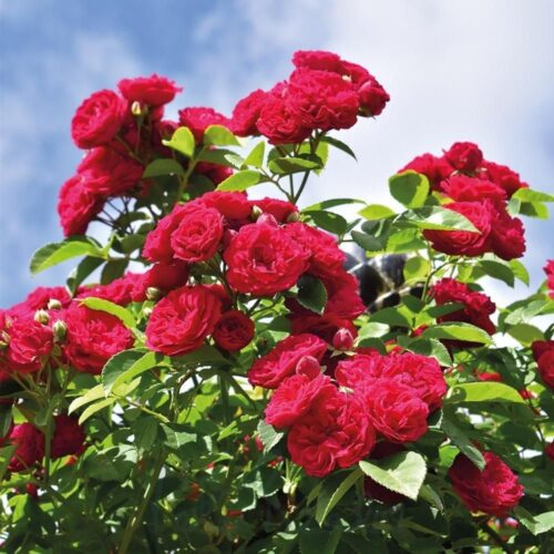 Climbing Rose(Red) Flower Plant