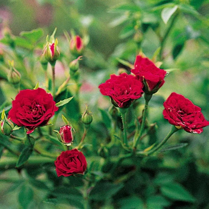 Climbing Rose(Red) Flower Plant