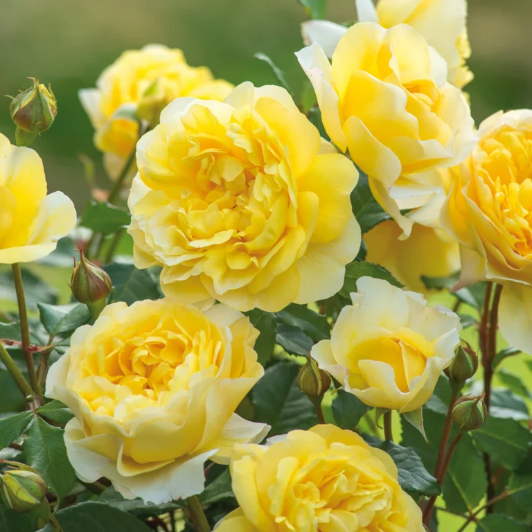 Climbing Rose(white) Flower Plant