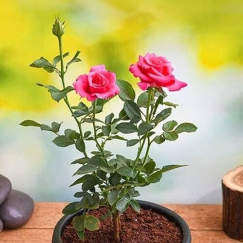 Desi Rose( Pink) Flower Plant