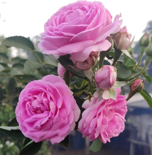 Desi Rose( Pink) Flower Plant