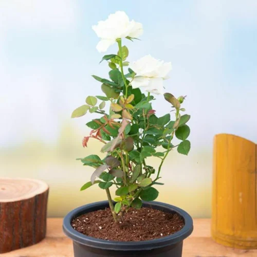 Desi Rose (White) Flower Plant