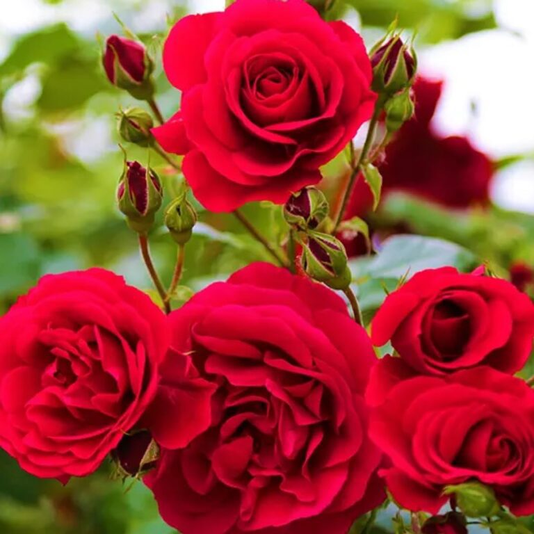Desi Rose(Red) Flower Plant