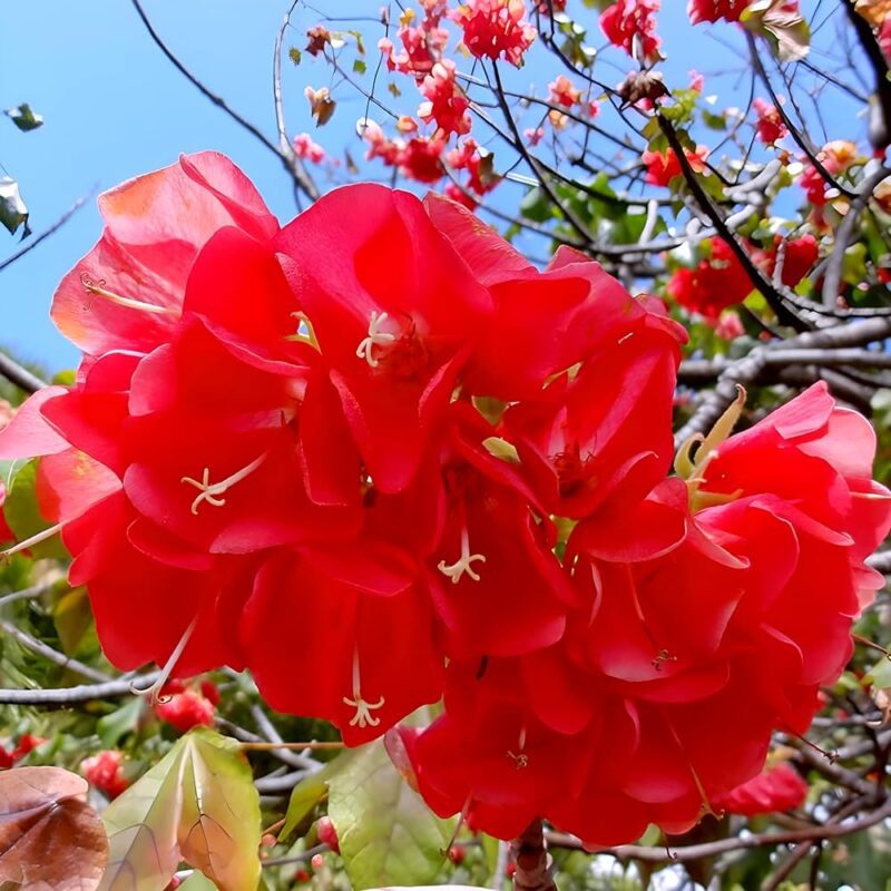 Dombeya (Red) Flower Plant