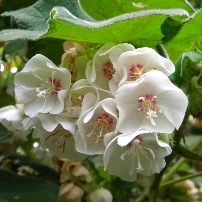 Dombeya (White) Flower Plant