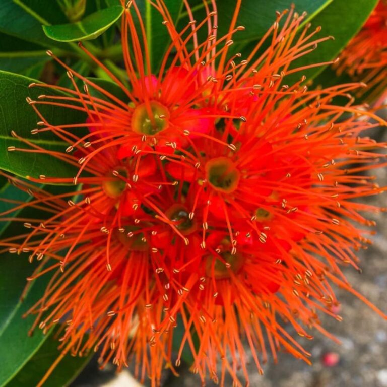First Love (Red) Flower Plant
