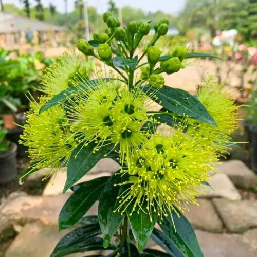 First Love (Yellow) Flower Plant