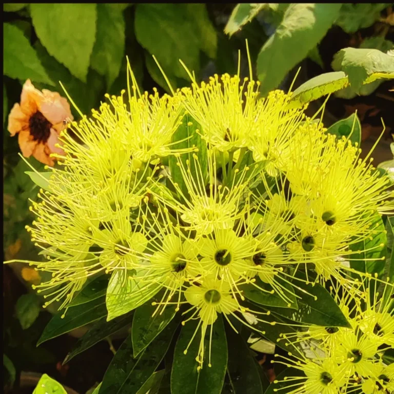 First Love (Yellow) Flower Plant