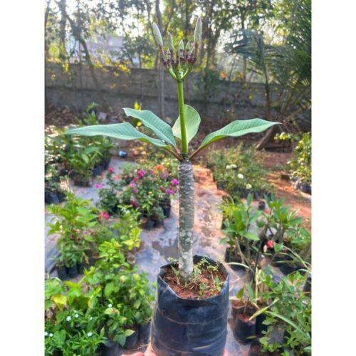 Red Orange Plumeria (Frangipani) Flowering Plant