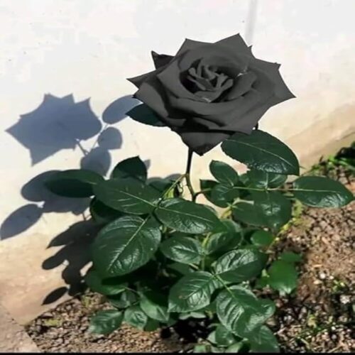 Hybride Black Rose Plant