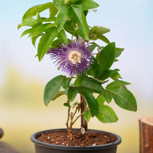 Krishna Kamal (Blue) Passion Flower Plant