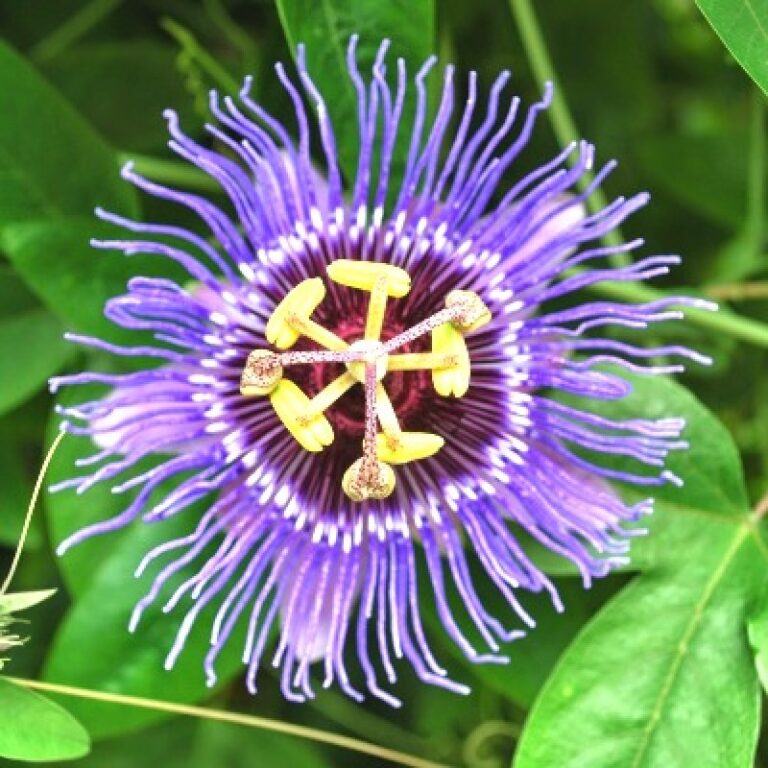 Krishna Kamal (Blue) Passion Flower Plant