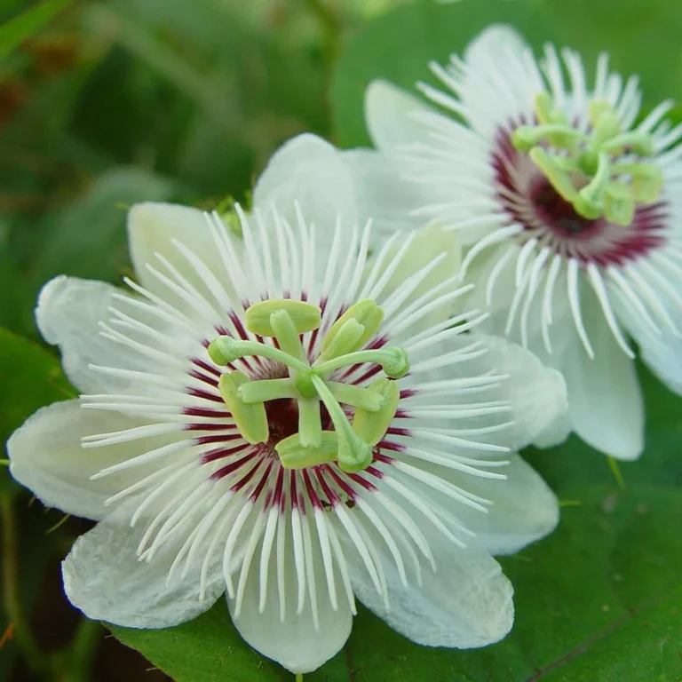 Krishna Kamal (White) Passion Flower Plant
