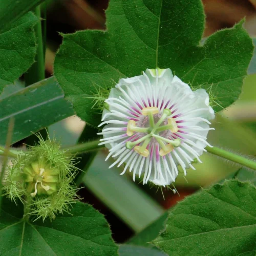 Krishna Kamal (White) Passion Flower Plant