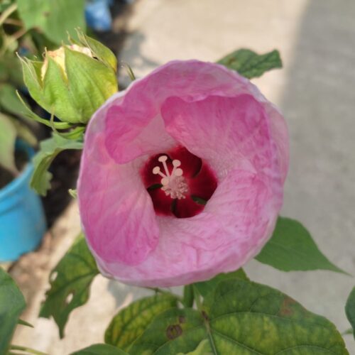 Lanthan Hibiscus (Pink) Flower Plant