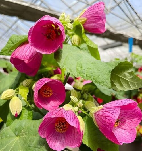 Lanthan Hibiscus (Pink) Flower Plant