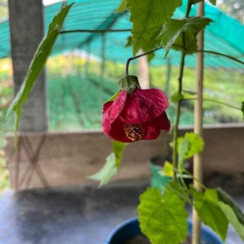 Lanthan Hibiscus(Red) Flower Plant