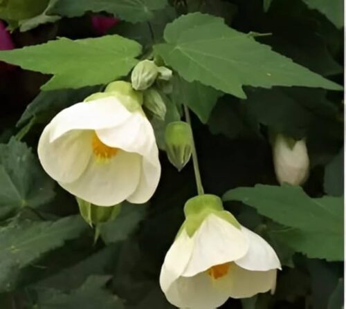 Lanthan Hibiscus(White) Flower Plant