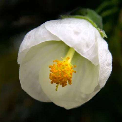 Lanthan Hibiscus(White) Flower Plant