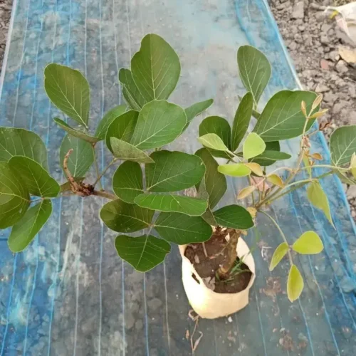 Butea Monosperma, Flame of the Forest, Palash(Yellow) Flower Plant