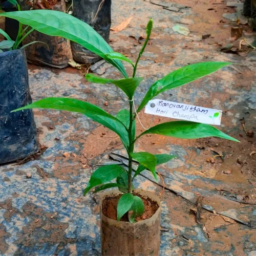 Manoranjitham (Artabotrys hexapetalus) Hari Champa Layered Plant