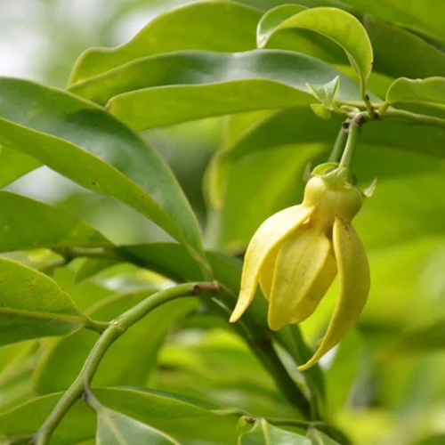 Manoranjitham (Artabotrys hexapetalus) Hari Champa Layered Plant