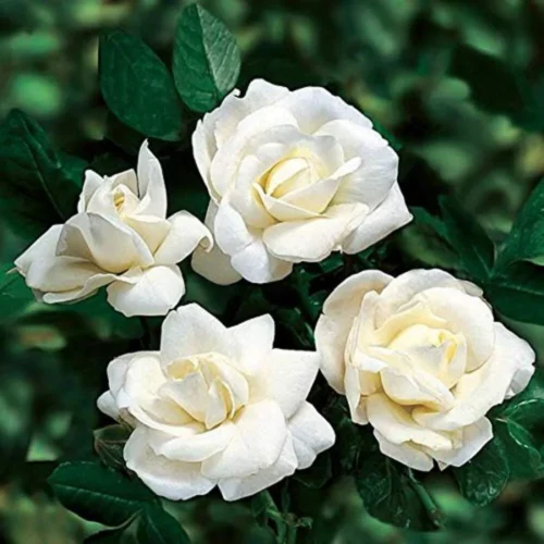 Miniature Button Rose (White) Flower Plant