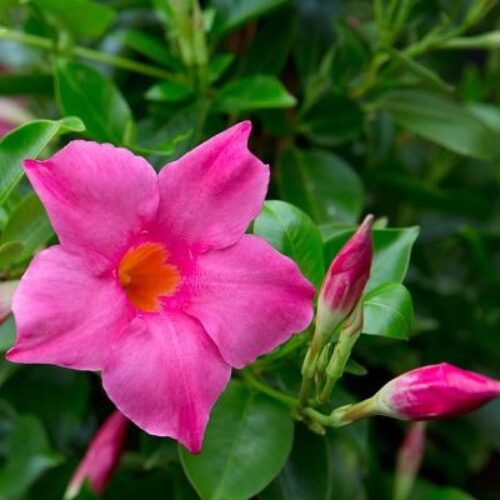 Mandevilla (Pink) Flower Plant