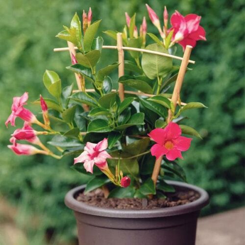 Mandevilla (Pink) Flower Plant