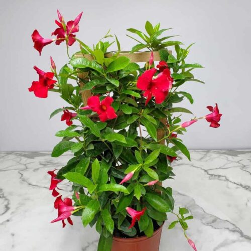 Mandevilla(Red) Flower Plant