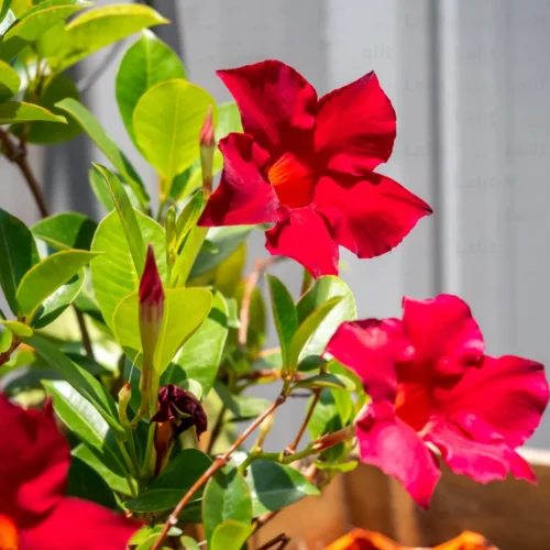 Mandevilla(Red) Flower Plant