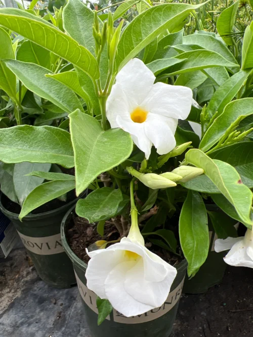 Mandevilla(White) Flower Plant