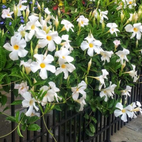 Mandevilla(White) Flower Plant