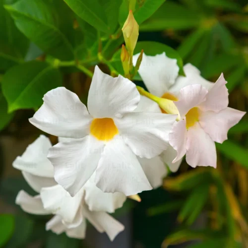 Mandevilla(White) Flower Plant