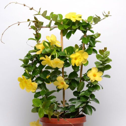 Mandevilla(Yellow) Flower Plant