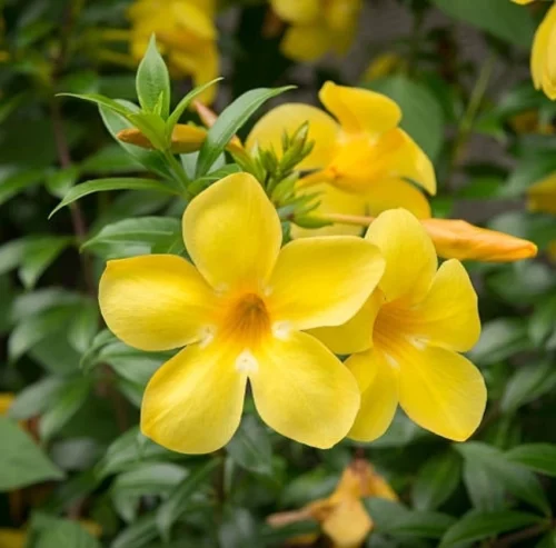 Mandevilla(Yellow) Flower Plant