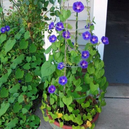 Morning Glory Flower Plant